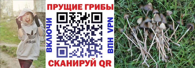 shop состав  ссылка на мегу tor  Южа  Псилоцибиновые грибы прущие грибы 